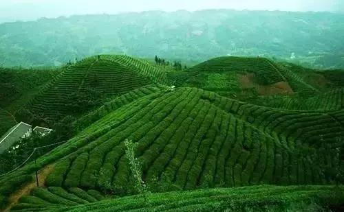 Vine tea extract also known as DHM!